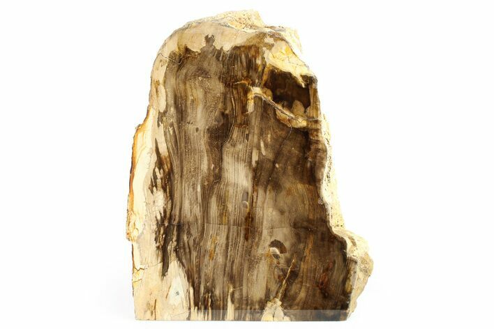 Polished, Petrified Wood (Metasequoia) Stand Up - Oregon #263512